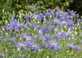 Group of lavender blue flowers of Michelmas daisy, Eurybia x herveyi Ã¢â¬ËTwilightÃ¢â¬â¢ Aster macrophyllus `Twilight`